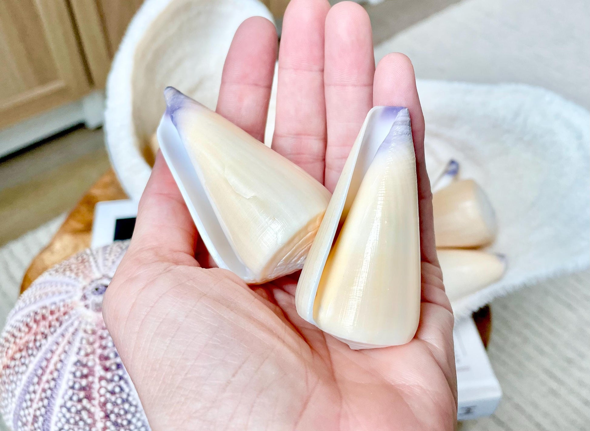 Unique Purple Tip Virgin Cone Shell Seashell You Choose Size 1-4" Golden Peach Conus Virgo Conus Pattern Display Coastal Ocean Home Décor