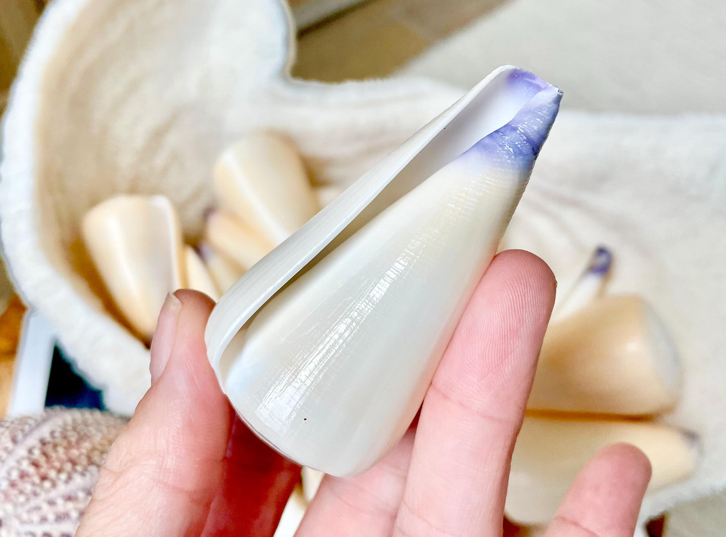 VIRGIN CONE SHELL Purple Tip *You Choose Size* Display Craft Seashell