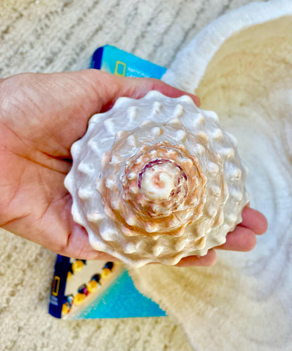 ORANGE WAVY TROCHUS Shell 4-4.5" Turban Pyramid Display Seashell Home Beach Coastal Décor