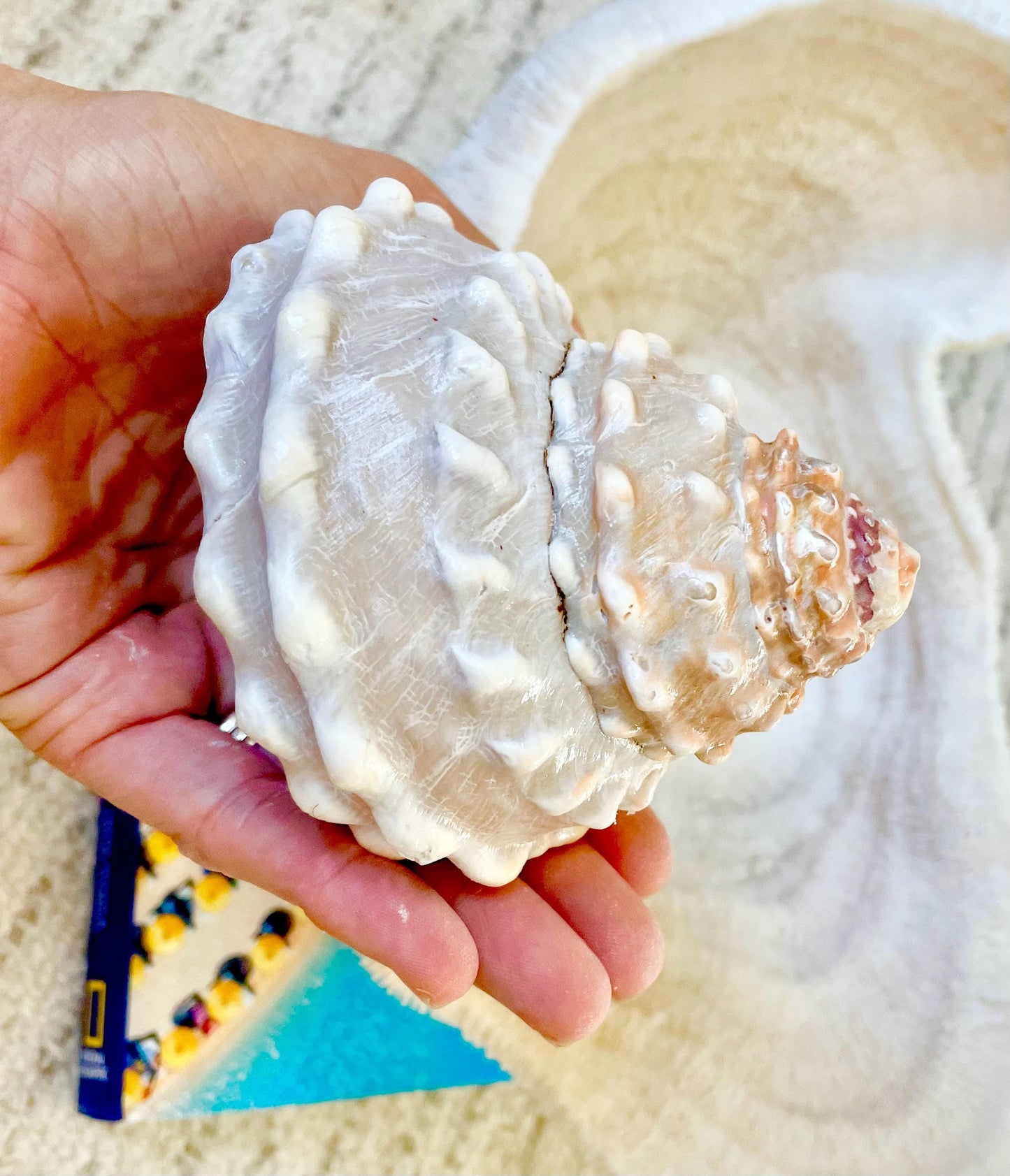 ORANGE WAVY TROCHUS Shell 4-4.5" Turban Pyramid Display Seashell Home Beach Coastal Décor