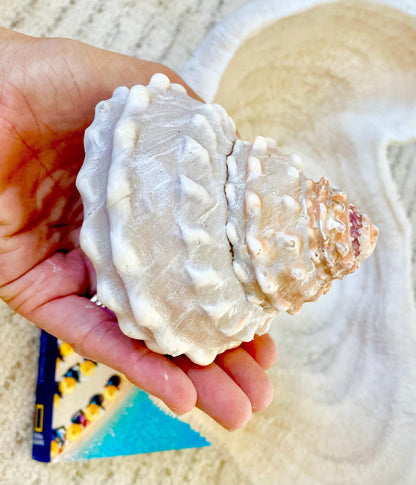 ORANGE WAVY TROCHUS Shell 4-4.5" Turban Pyramid Display Seashell Home Beach Coastal Décor