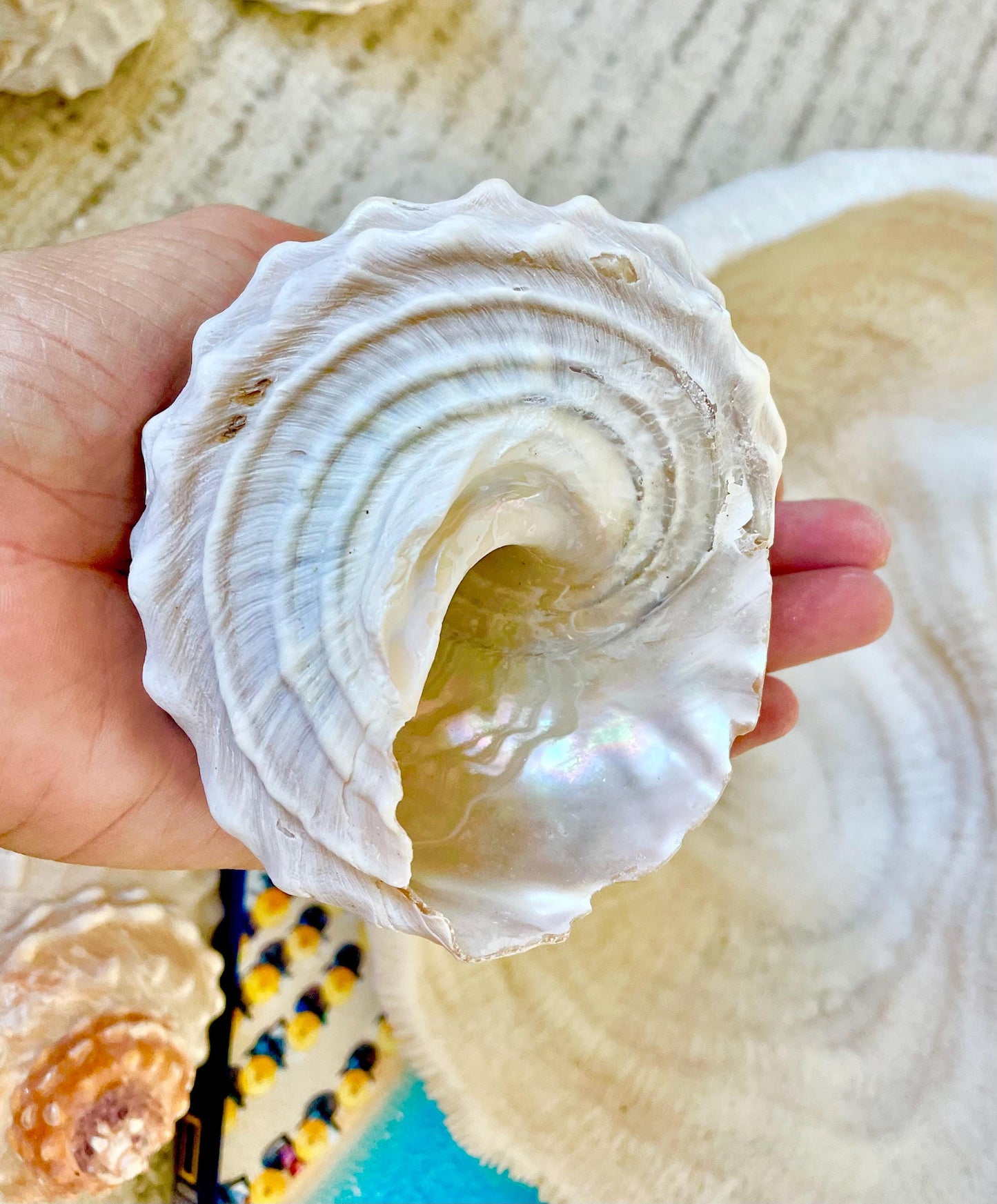 ORANGE WAVY TROCHUS Shell 4-4.5" Turban Pyramid Display Seashell Home Beach Coastal Décor