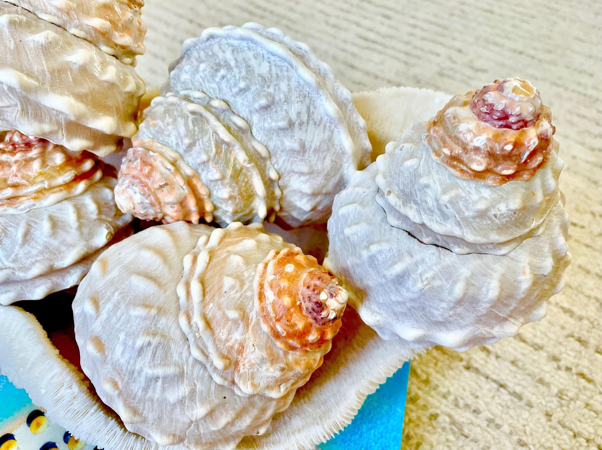 Orange Wavy Turban Shell 4-4.5" Pyramid Display Seashell Home Beach Coastal Décor