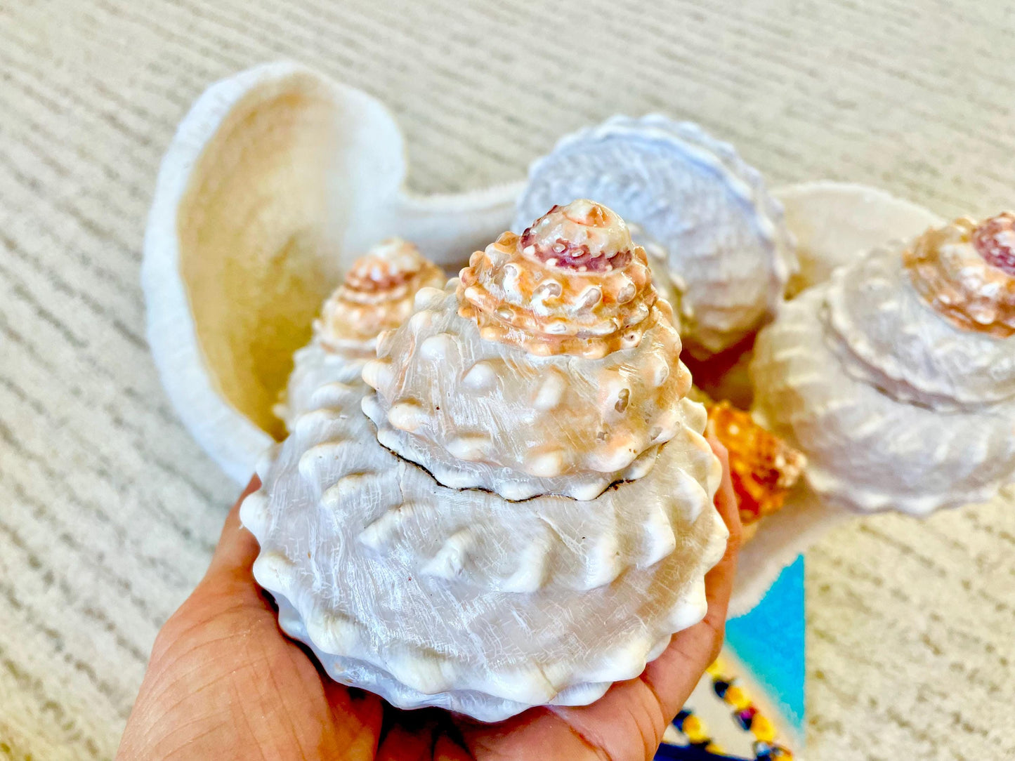 ORANGE WAVY TROCHUS Shell 4-4.5" Turban Pyramid Display Seashell Home Beach Coastal Décor