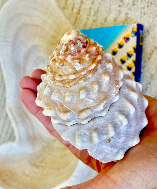 Orange Wavy Turban Shell 4-4.5" Pyramid Display Seashell Home Beach Coastal Décor