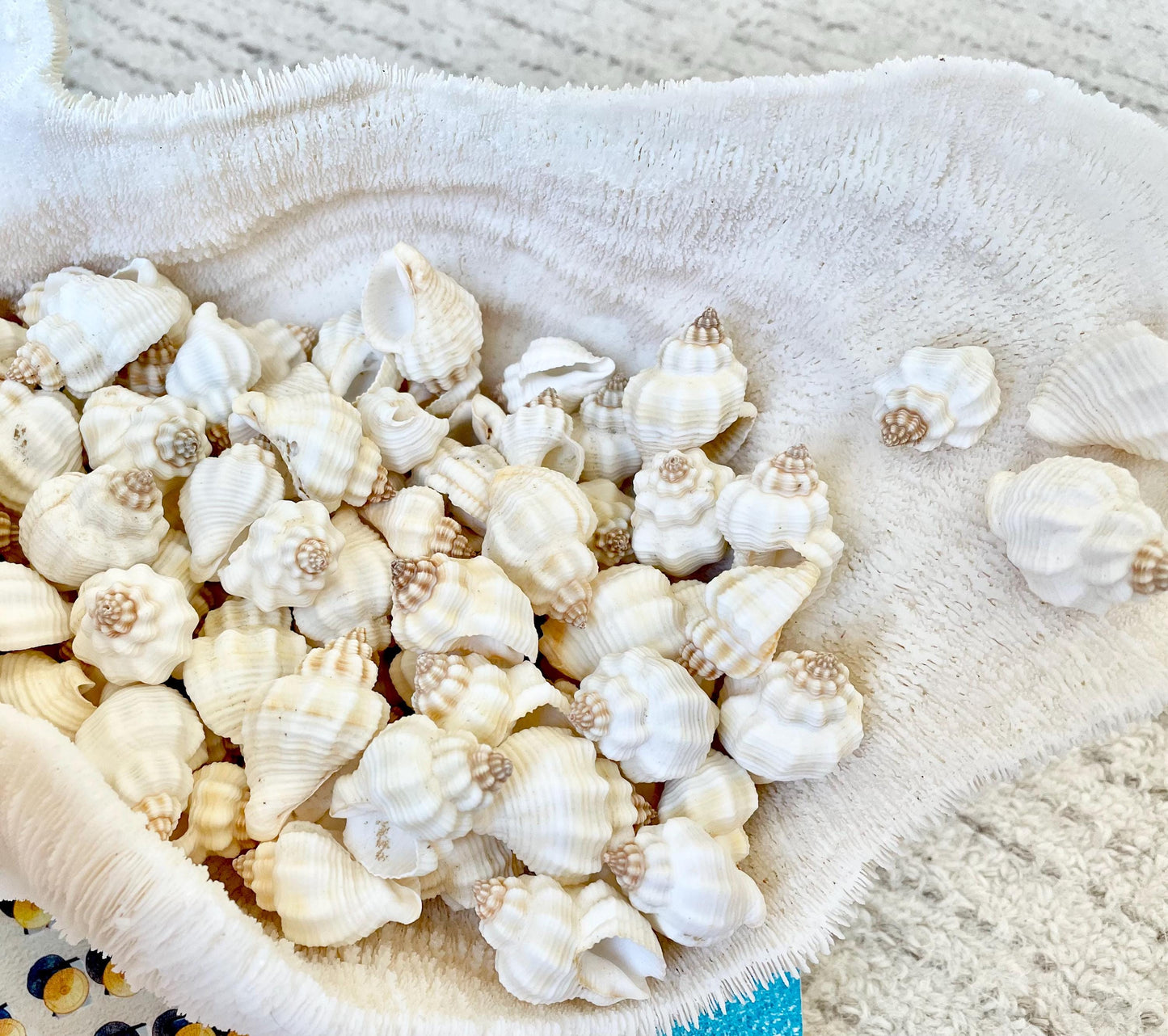 NUTMEG SNAIL SHELLS *You Choose Quantity* 1-1.5" Natural White Small Seashells Textured Craft Coastal Beach Home Décor Cancellaria