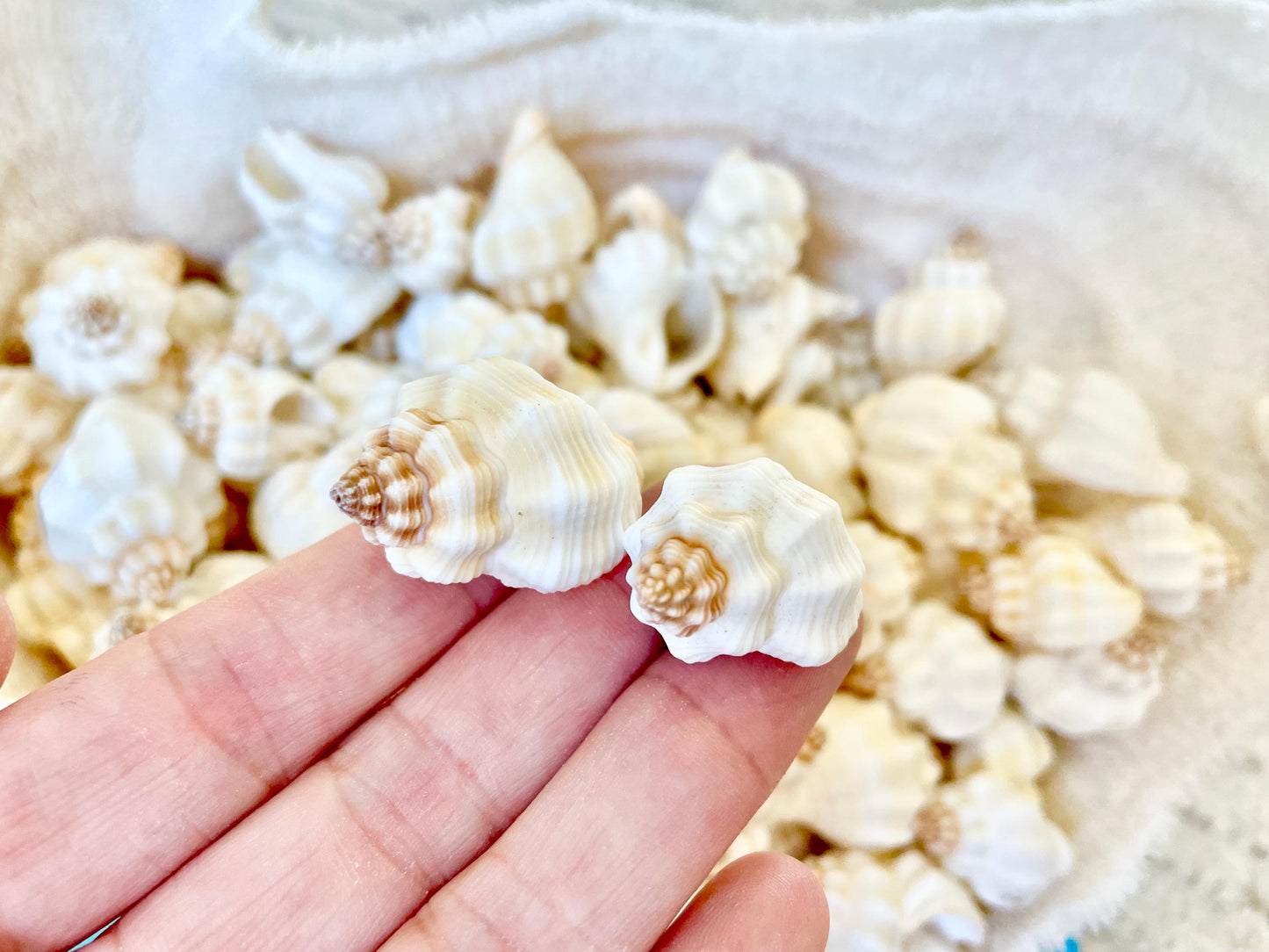 NUTMEG SNAIL SHELLS *You Choose Quantity* 1-1.5" Natural White Small Seashells Textured Craft Coastal Beach Home Décor Cancellaria