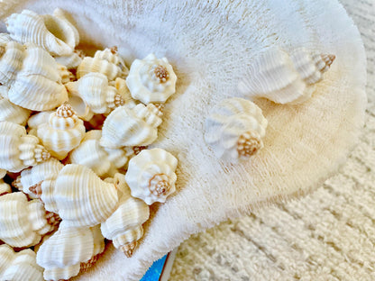 NUTMEG SNAIL SHELLS *You Choose Quantity* 1-1.5" Natural White Small Seashells Textured Craft Coastal Beach Home Décor Cancellaria