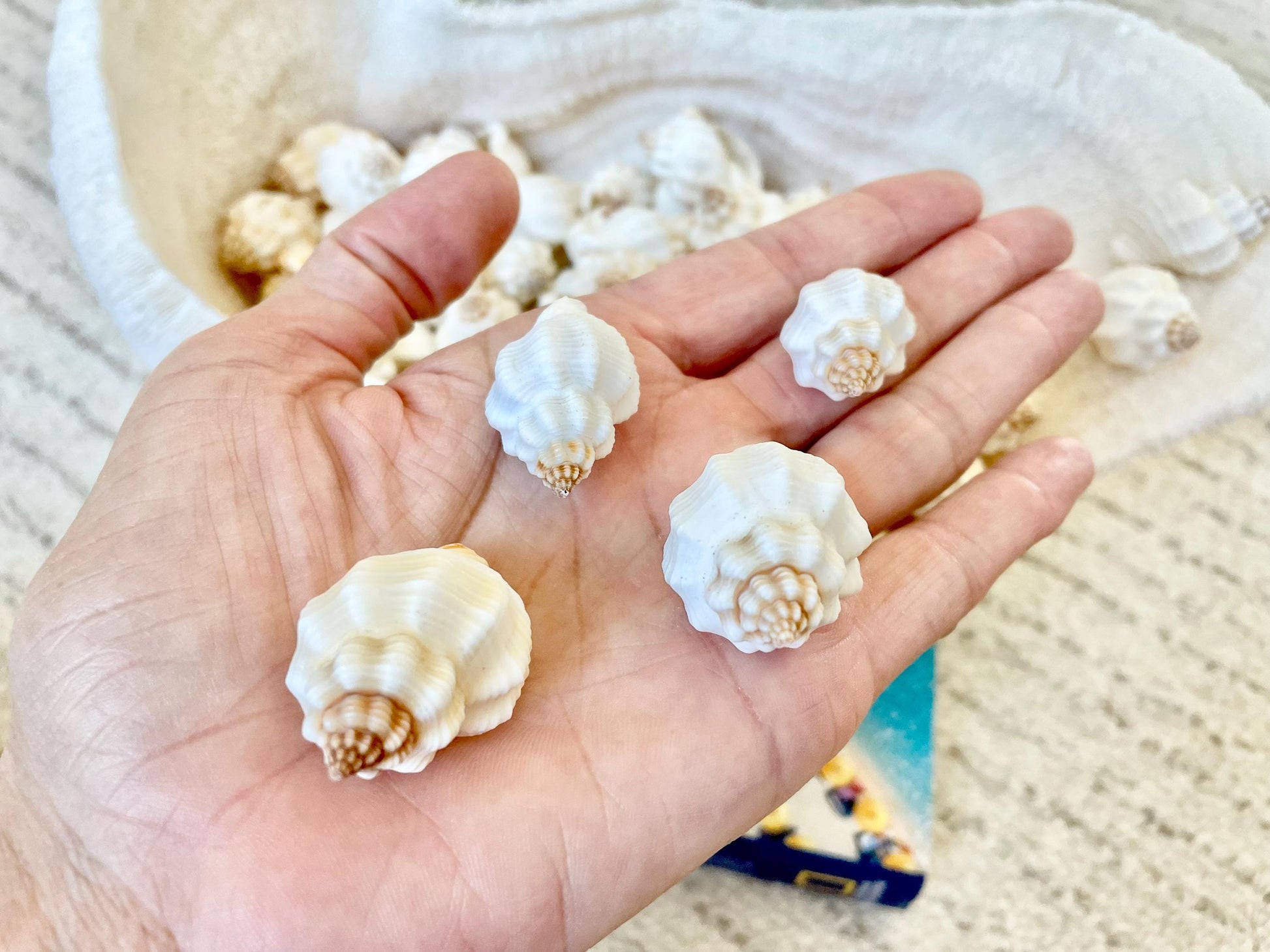 NUTMEG SNAIL SHELLS *You Choose Quantity* 1-1.5" Natural White Small Seashells Textured Craft Coastal Beach Home Décor Cancellaria