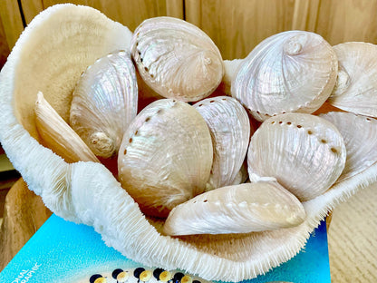 PINK PEARLED ABALONE Shell *All Sizes* Natural Iridescent Seashell Shiny Mermaid Coastal Décor