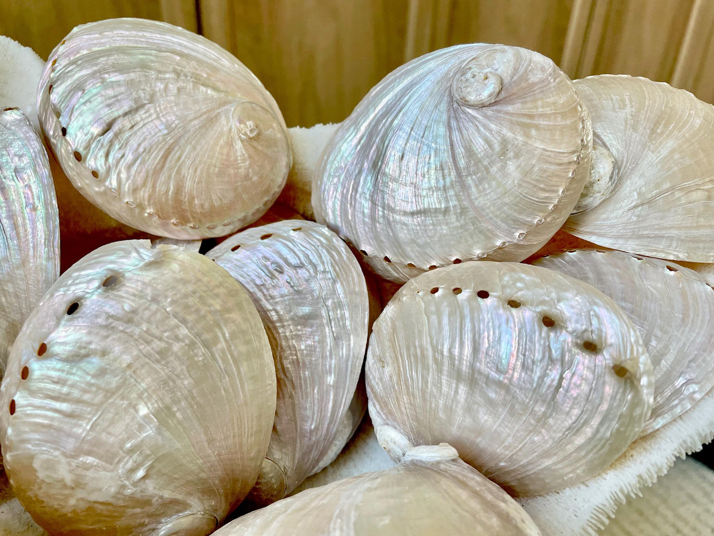 PINK PEARLED ABALONE Shell *All Sizes* Natural Iridescent Seashell Shiny Mermaid Coastal Décor