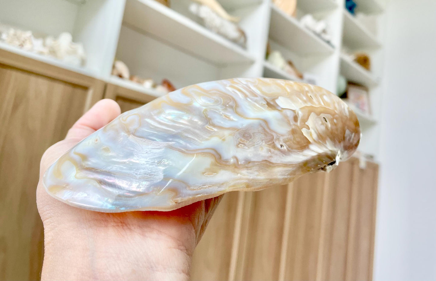 Irredescent Giant Polished Mussel Half Shell Polished Mother of Pearl Seashell 7-8" Beach Nautical Gift Coastal Décor Decorative Bowl Dish