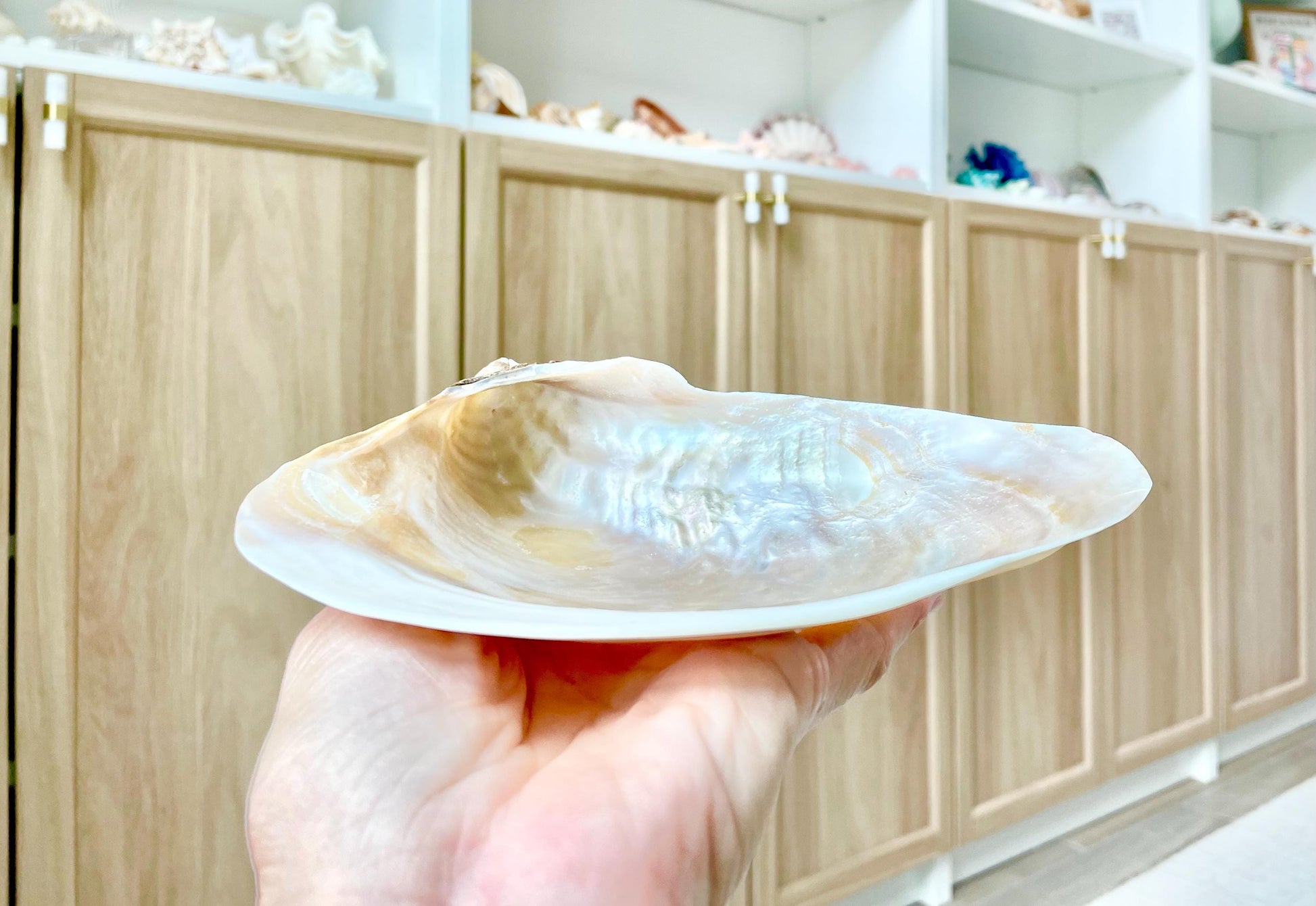 Irredescent Giant Polished Mussel Half Shell Polished Mother of Pearl Seashell 7-8" Beach Nautical Gift Coastal Décor Decorative Bowl Dish
