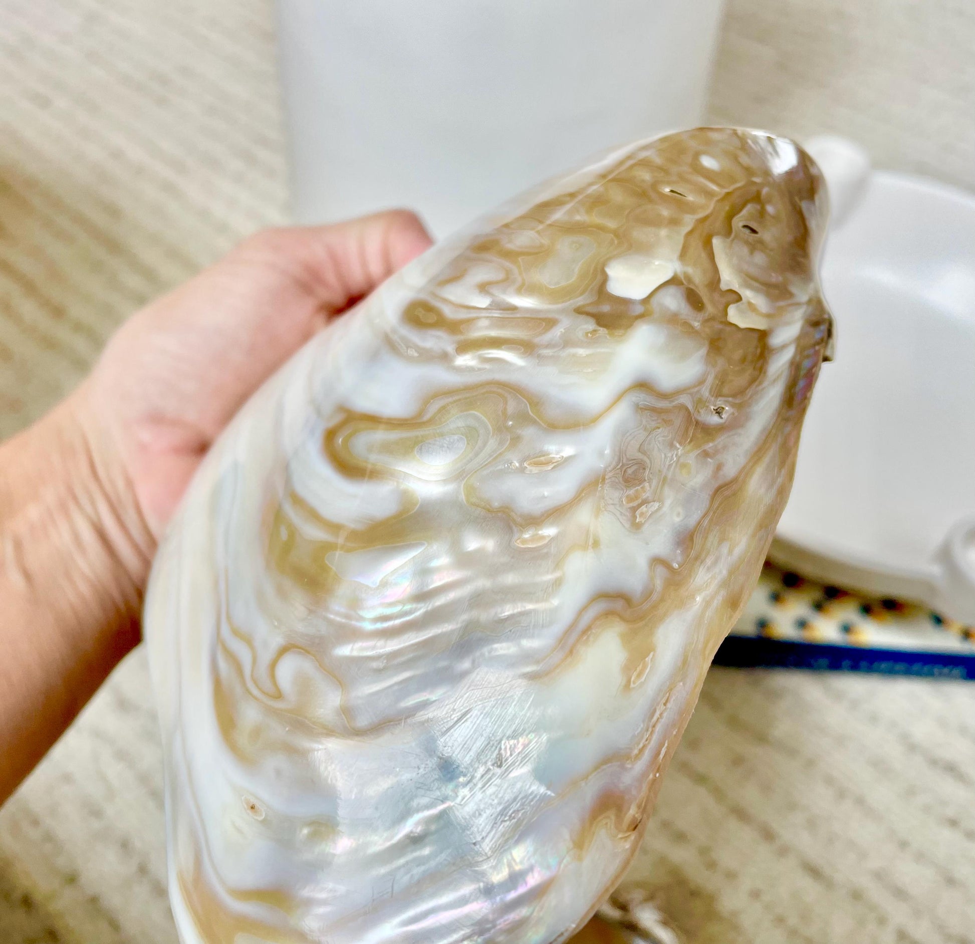 Irredescent Giant Polished Mussel Half Shell Polished Mother of Pearl Seashell 7-8" Beach Nautical Gift Coastal Décor Decorative Bowl Dish