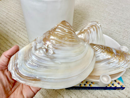 Irredescent Giant Polished Mussel Half Shell Polished Mother of Pearl Seashell 7-8" Beach Nautical Gift Coastal Décor Decorative Bowl Dish