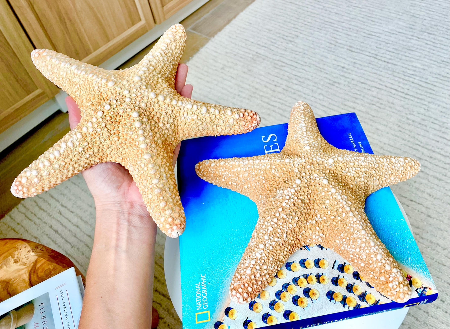 Jungle Starfish HUGE 9-10" Authentic Natural Orange Sea Star Beach Nautical Crafts & Coastal Décor