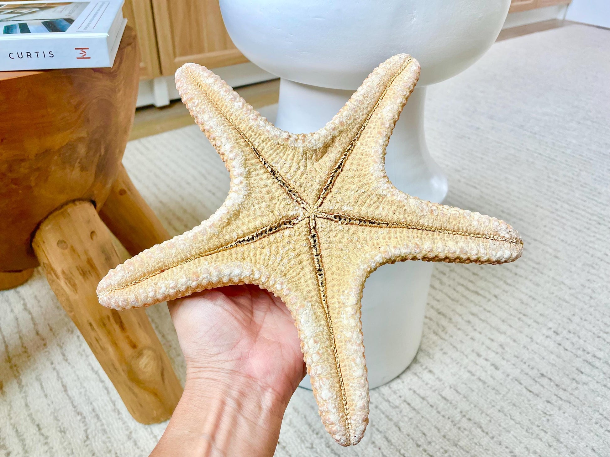 Jungle Starfish 9-10" Natural Orange Sea Star Coastal Décor