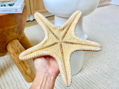 Jungle Starfish 9-10" Natural Orange Sea Star Coastal Décor