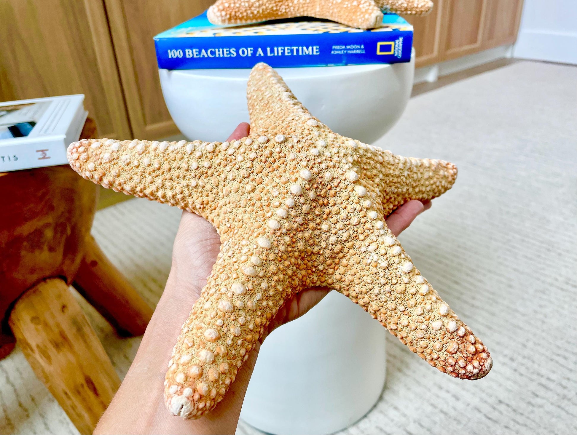 Jungle Starfish 9-10" Natural Orange Sea Star Coastal Décor