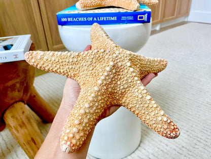Jungle Starfish 9-10" Natural Orange Sea Star Coastal Décor