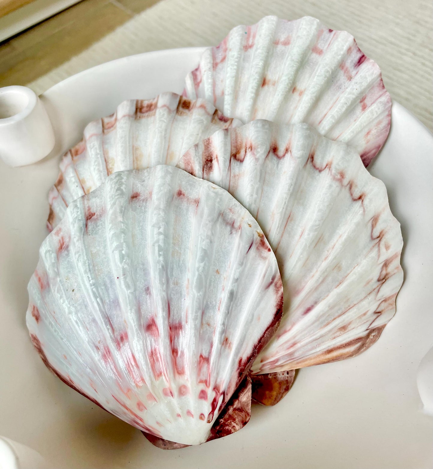POLISHED LIONS PAW Scallop Shells * You Choose Color* Large 5-6" Display Seashell Coastal Home Décor