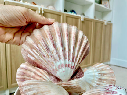 POLISHED LIONS PAW Scallop Shells * You Choose Color* Large 5-6" Display Seashell Coastal Home Décor