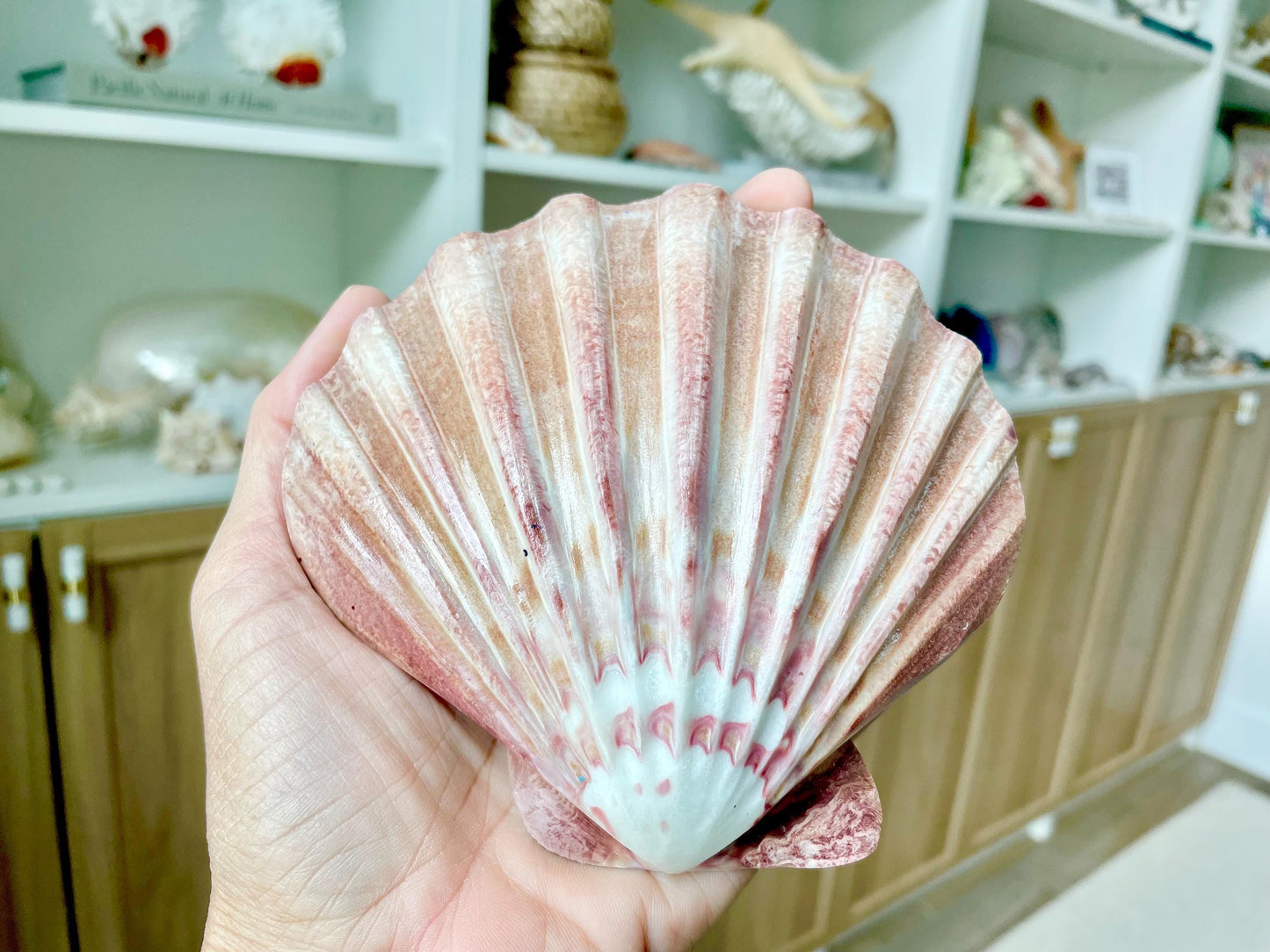 POLISHED LIONS PAW Scallop Shells * You Choose Color* Large 5-6" Display Seashell Coastal Home Décor