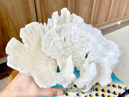 Mounted 6.5" Natural POCA CORAL Fossil Lucite Display Specimen Sculpture Ocean Art Decorative Coastal Beach Home Décor Wedding Gift White