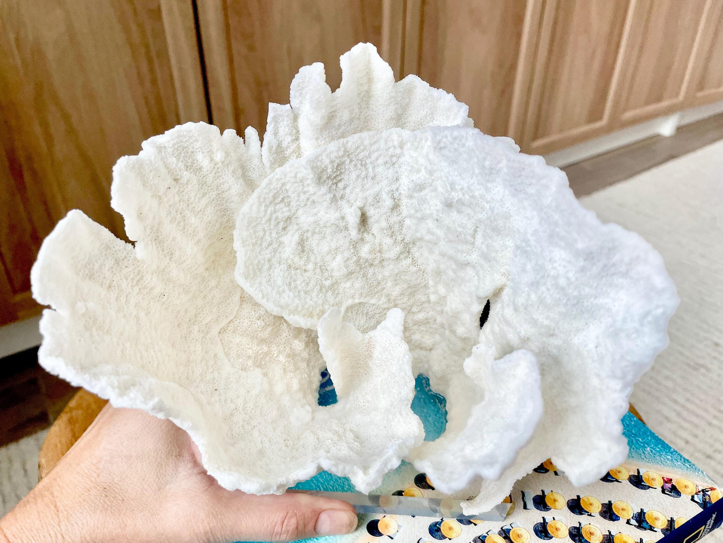 Mounted 6.5" Natural POCA CORAL Fossil Lucite Display Specimen Sculpture Ocean Art Decorative Coastal Beach Home Décor Wedding Gift White