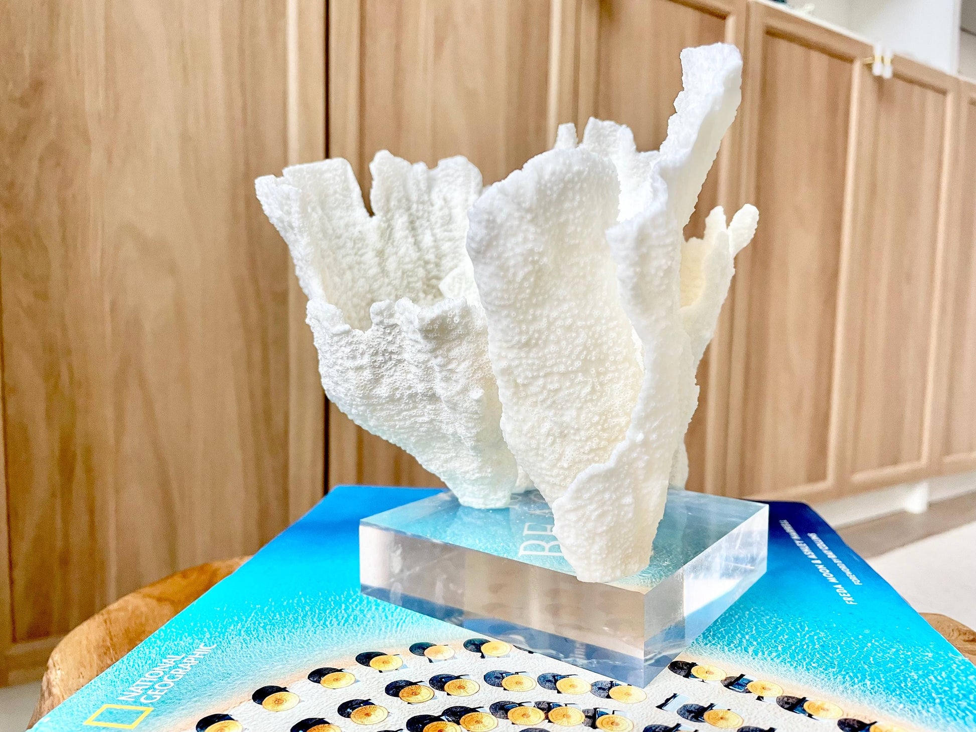Mounted 6.5" Natural POCA CORAL Fossil Lucite Display Specimen Sculpture Ocean Art Decorative Coastal Beach Home Décor Wedding Gift White
