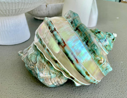 Giant Green Marmoratus Turban Shell 8" XL Huge Conch Turbo Shell Seashell Mother Of Pearl Polished Banded Coastal Décor Exact Specimen