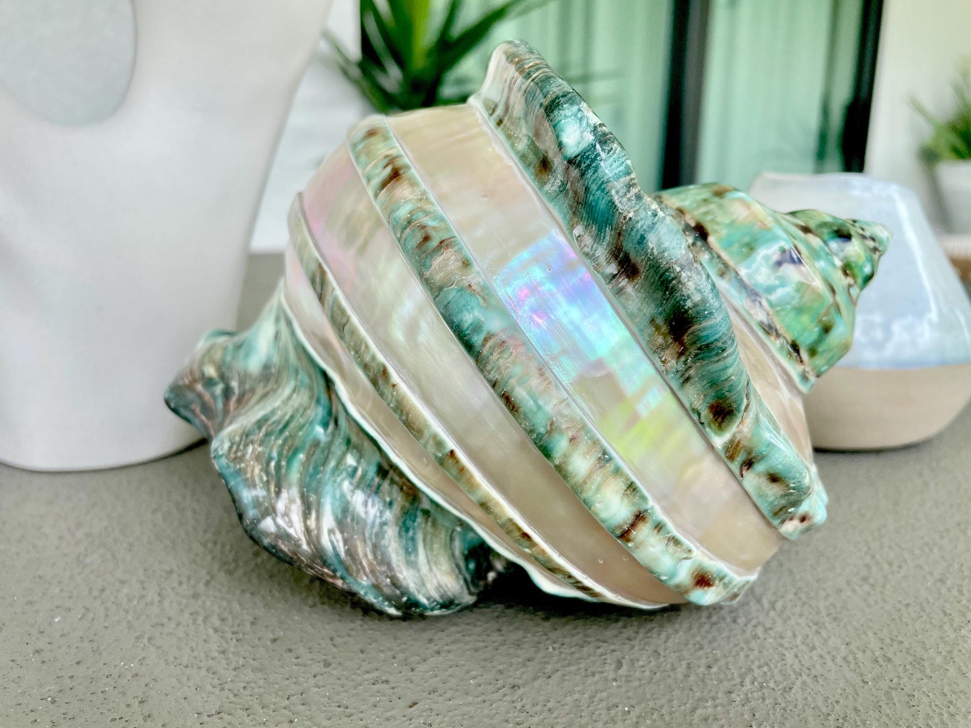 Giant Green Marmoratus Turban Shell 7.75" XL Huge Conch Turbo Shell Seashell Mother Of Pearl Polished Banded Coastal Décor Exact Specimen