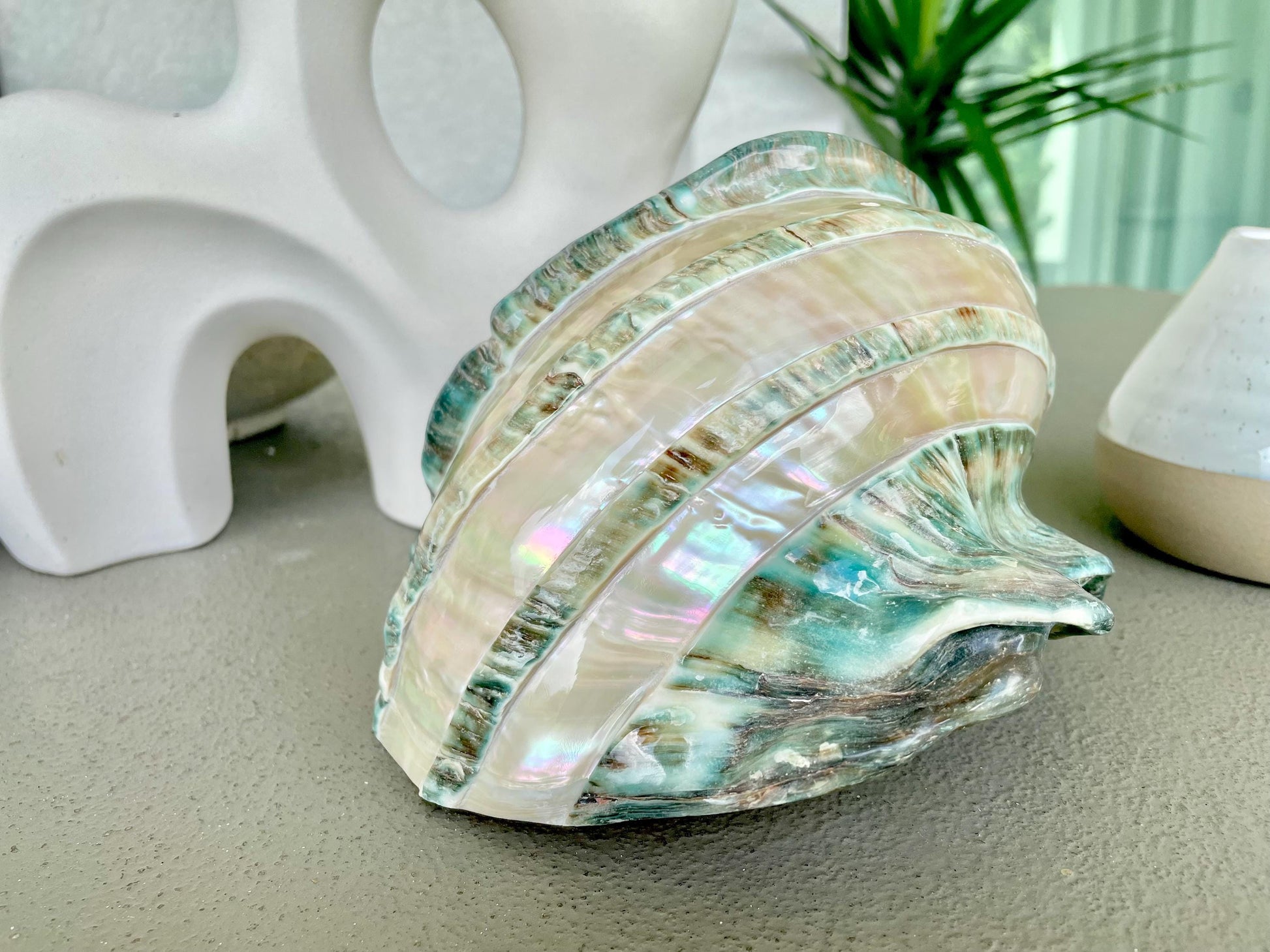 Giant Green Marmoratus Turban Shell 7.75" XL Huge Conch Turbo Shell Seashell Mother Of Pearl Polished Banded Coastal Décor Exact Specimen