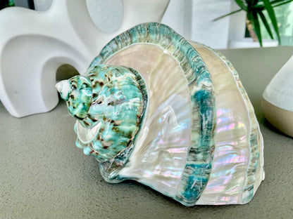 Giant Green Marmoratus Turban Shell 7.75" XL Huge Conch Turbo Shell Seashell Mother Of Pearl Polished Banded Coastal Décor Exact Specimen