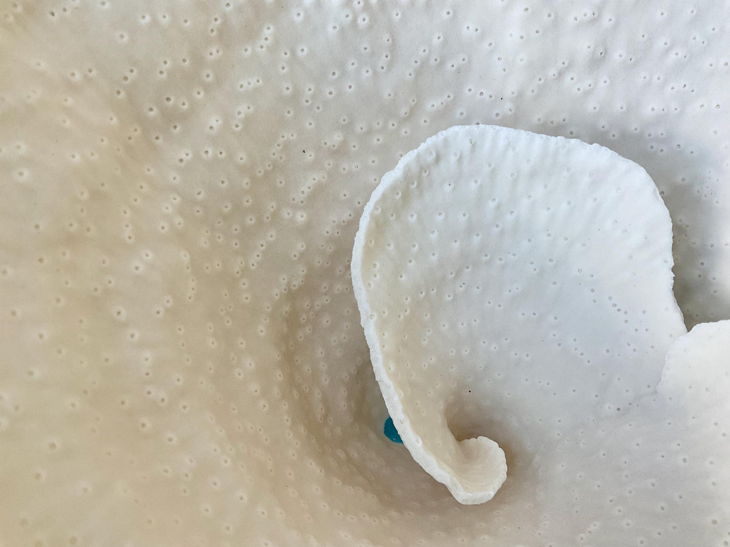 Natural Ocean Sculptural SPIRAL CUP CORAL 9" Wide Mounted On Clear Lucite Base Genuine Display Decorative Coastal Beach Home Décor Gift