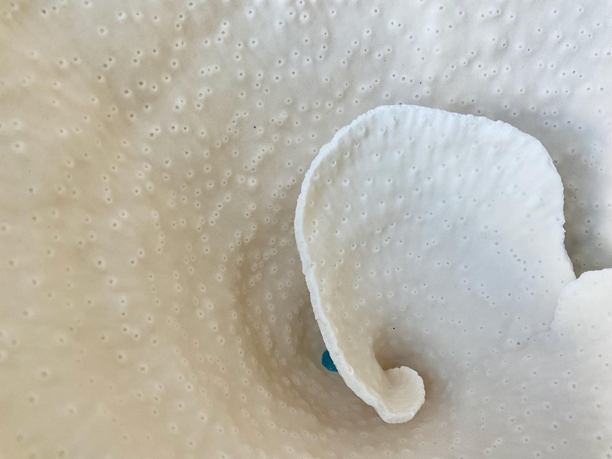 Natural Ocean Sculptural SPIRAL CUP CORAL 9" Wide Mounted On Clear Lucite Base Genuine Display Decorative Coastal Beach Home Décor Gift