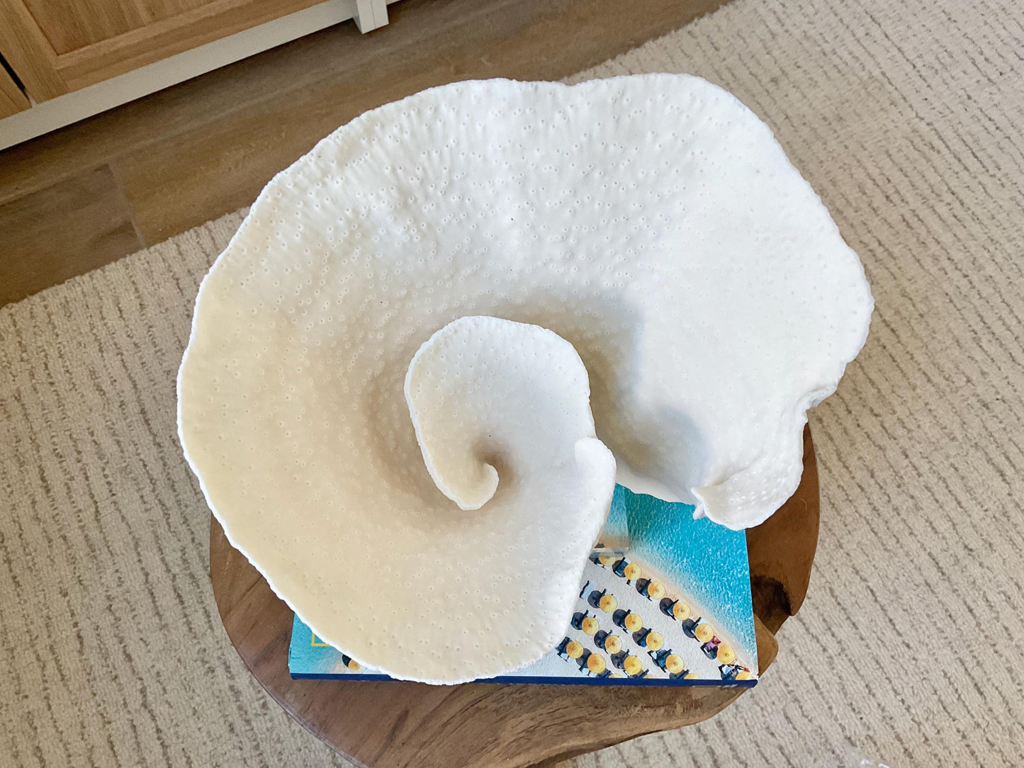 Natural Ocean Sculptural SPIRAL CUP CORAL 9" Wide Mounted On Clear Lucite Base Genuine Display Decorative Coastal Beach Home Décor Gift