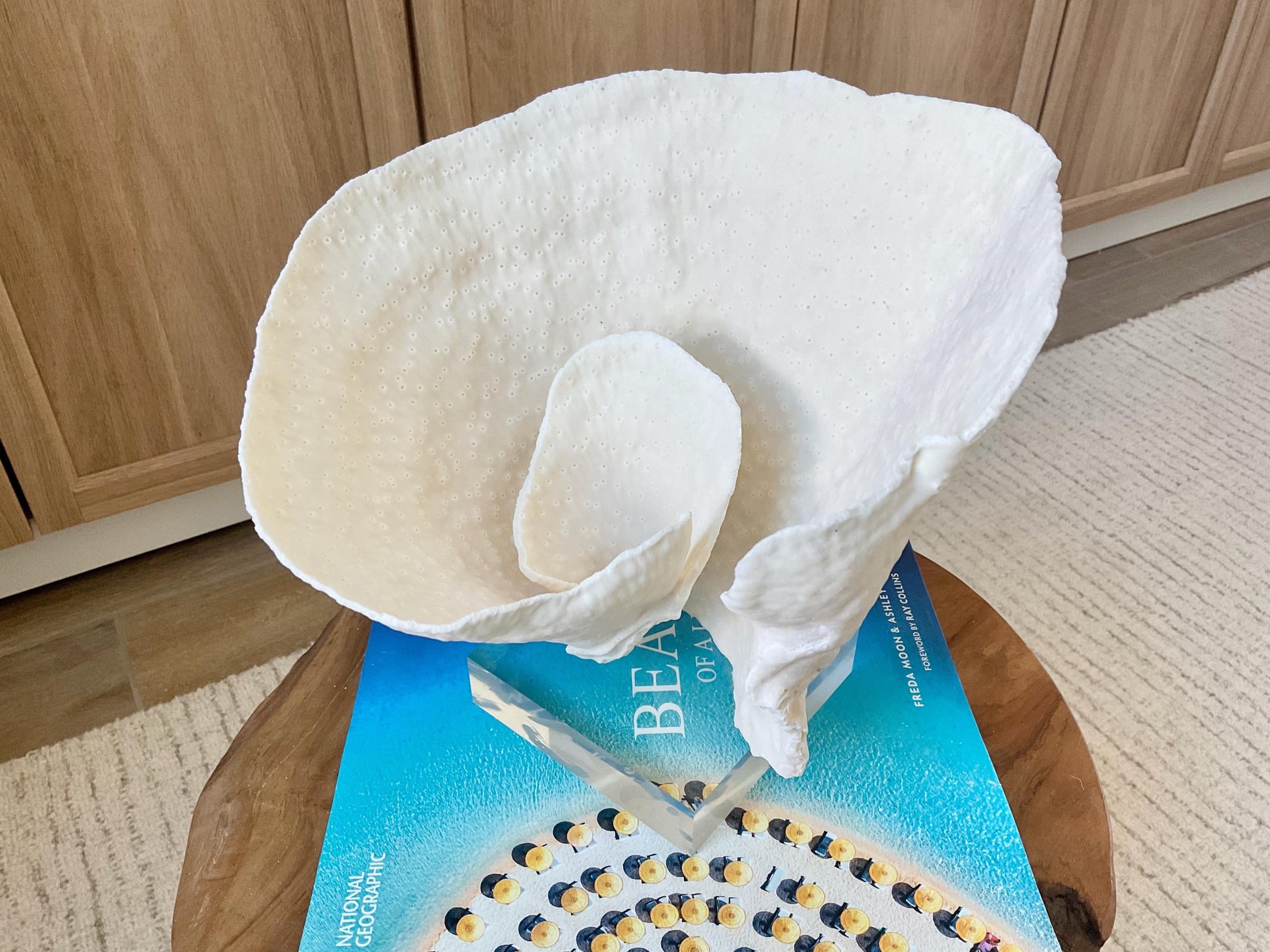 Natural Ocean Sculptural SPIRAL CUP CORAL 9" Wide Mounted On Clear Lucite Base Genuine Display Decorative Coastal Beach Home Décor Gift