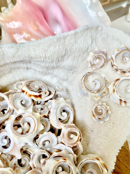 Swirly Whelk Spiral Top Cut Slices Sea Shells YOU CHOOSE SIZE Seashell Crafts Jewelry Supply Coastal Beach Home Décor Round Sliced