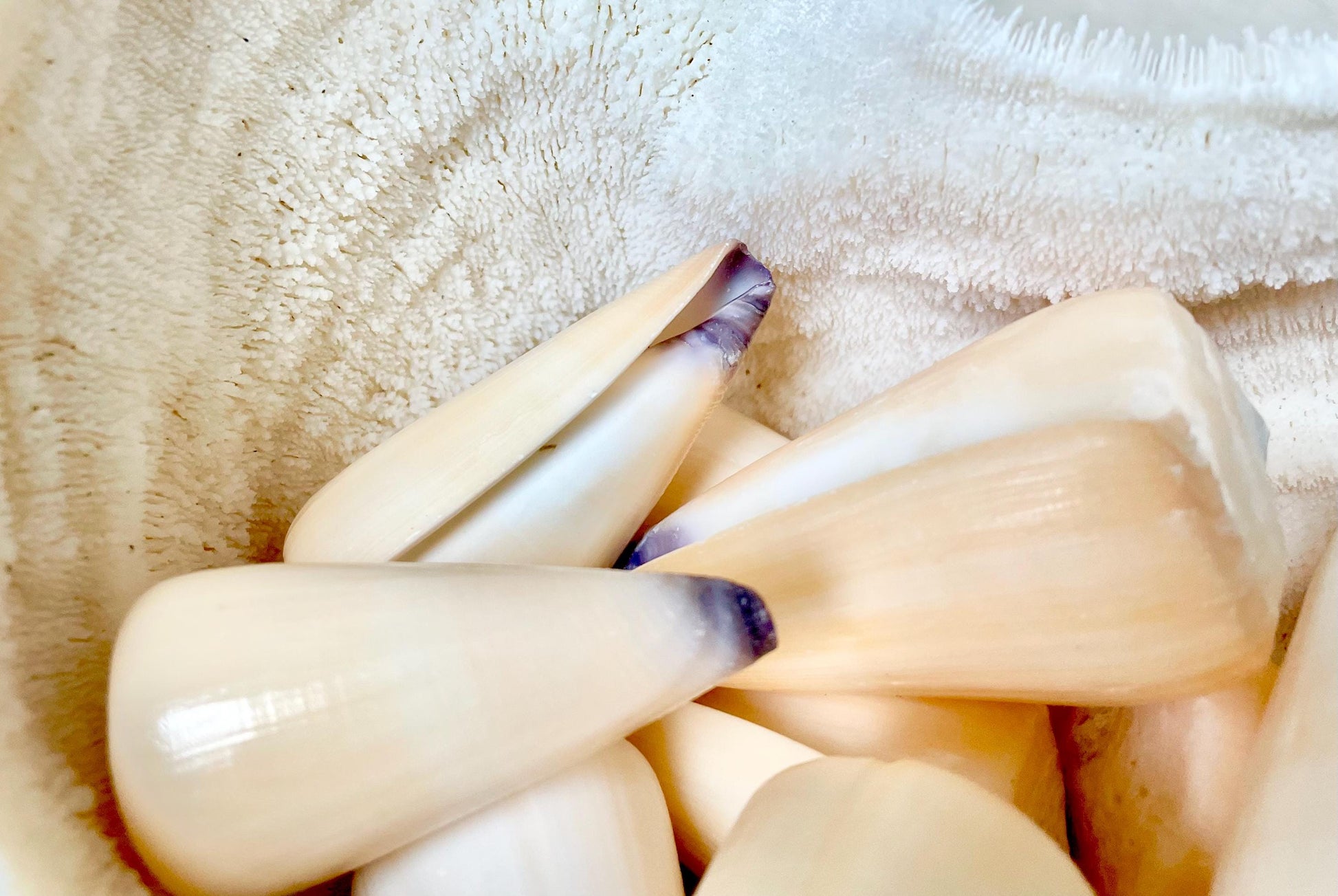 Unique Purple Tip Virgin Cone Shell Seashell You Choose Size 1-4" Golden Peach Conus Virgo Conus Pattern Display Coastal Ocean Home Décor