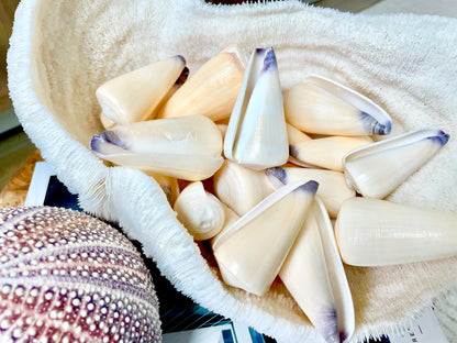 Unique Purple Tip Virgin Cone Shell Seashell You Choose Size 1-4" Golden Peach Conus Virgo Conus Pattern Display Coastal Ocean Home Décor