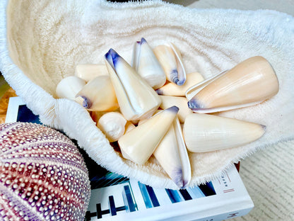 Unique Purple Tip Virgin Cone Shell Seashell You Choose Size 1-4" Golden Peach Conus Virgo Conus Pattern Display Coastal Ocean Home Décor