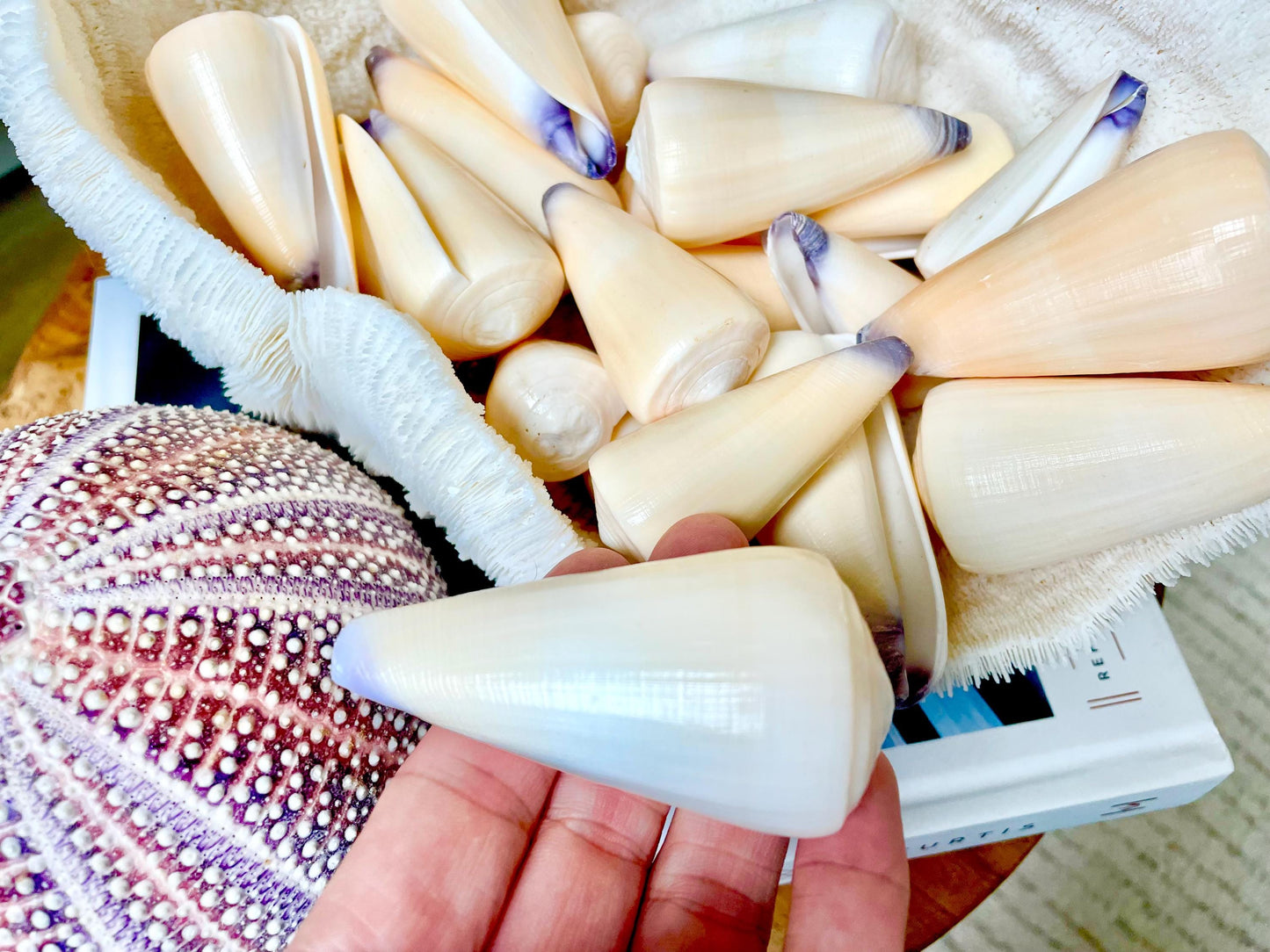 Unique Purple Tip Virgin Cone Shell Seashell You Choose Size 1-4" Golden Peach Conus Virgo Conus Pattern Display Coastal Ocean Home Décor