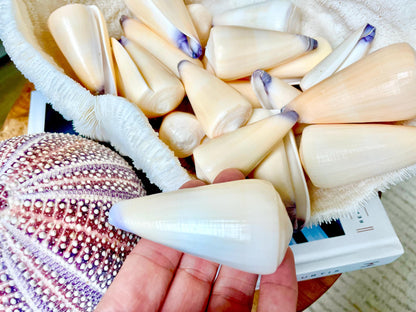 Unique Purple Tip Virgin Cone Shell Seashell You Choose Size 1-4" Golden Peach Conus Virgo Conus Pattern Display Coastal Ocean Home Décor