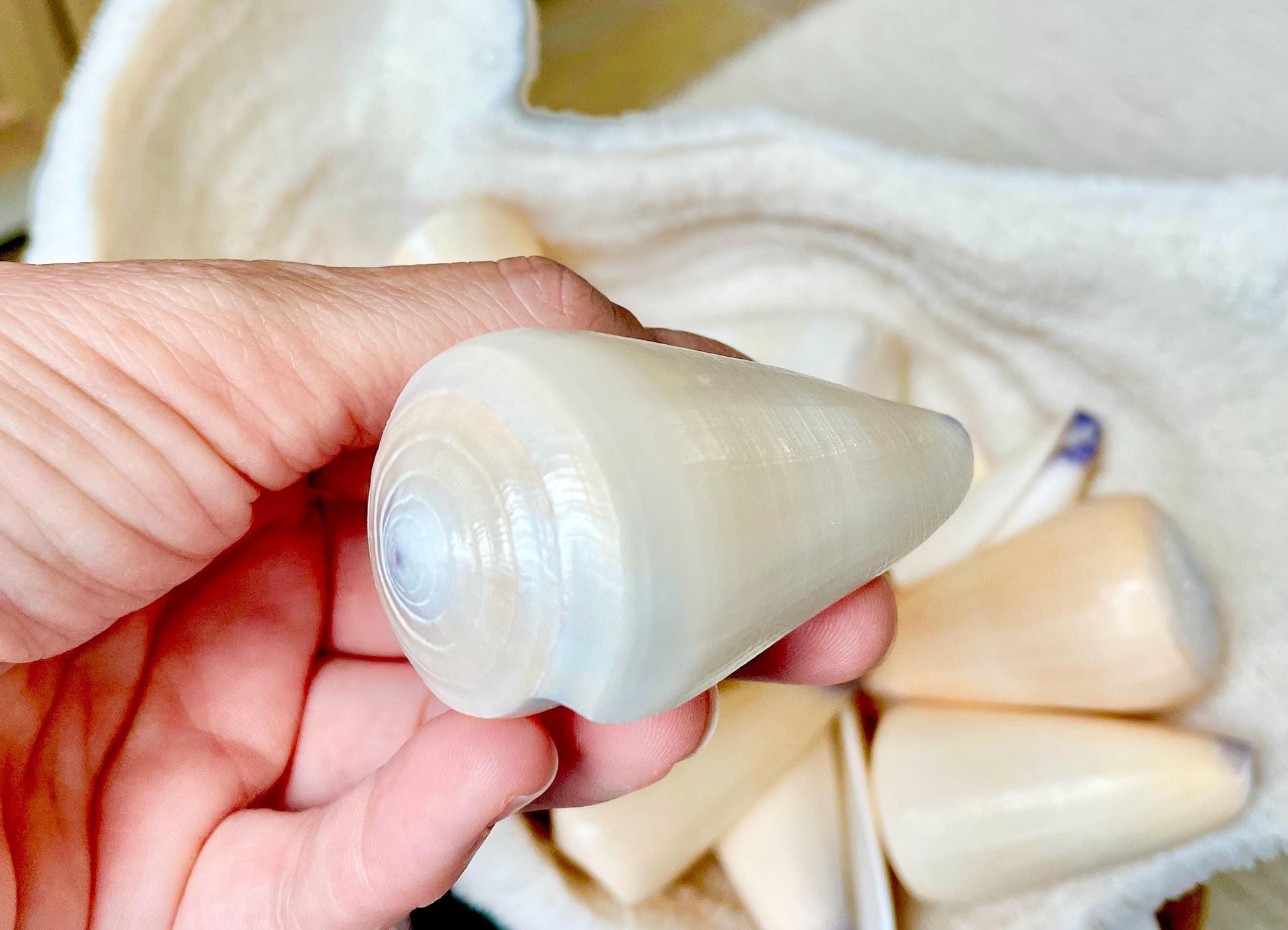 Unique Purple Tip Virgin Cone Shell Seashell You Choose Size 1-4" Golden Peach Conus Virgo Conus Pattern Display Coastal Ocean Home Décor