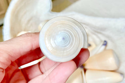 VIRGIN CONE SHELL Purple Tip *You Choose Size* Display Craft Seashell