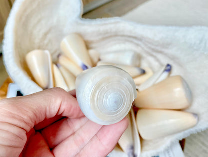 Unique Purple Tip Virgin Cone Shell Seashell You Choose Size 1-4" Golden Peach Conus Virgo Conus Pattern Display Coastal Ocean Home Décor