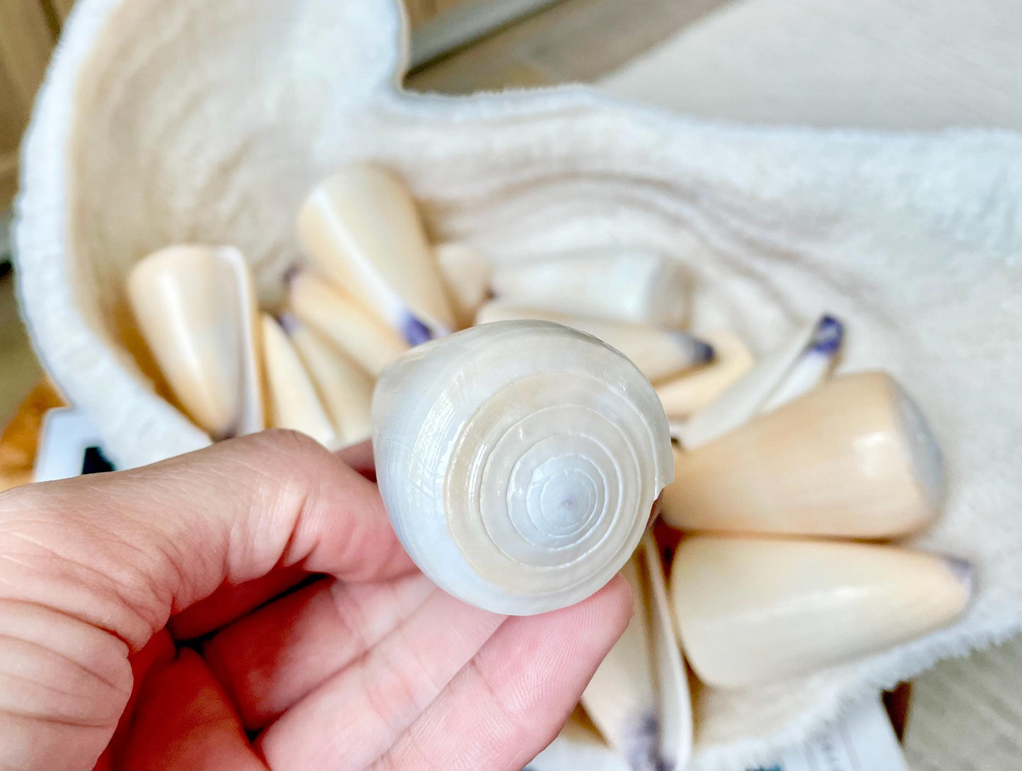 VIRGIN CONE SHELL Purple Tip *You Choose Size* Display Craft Seashell