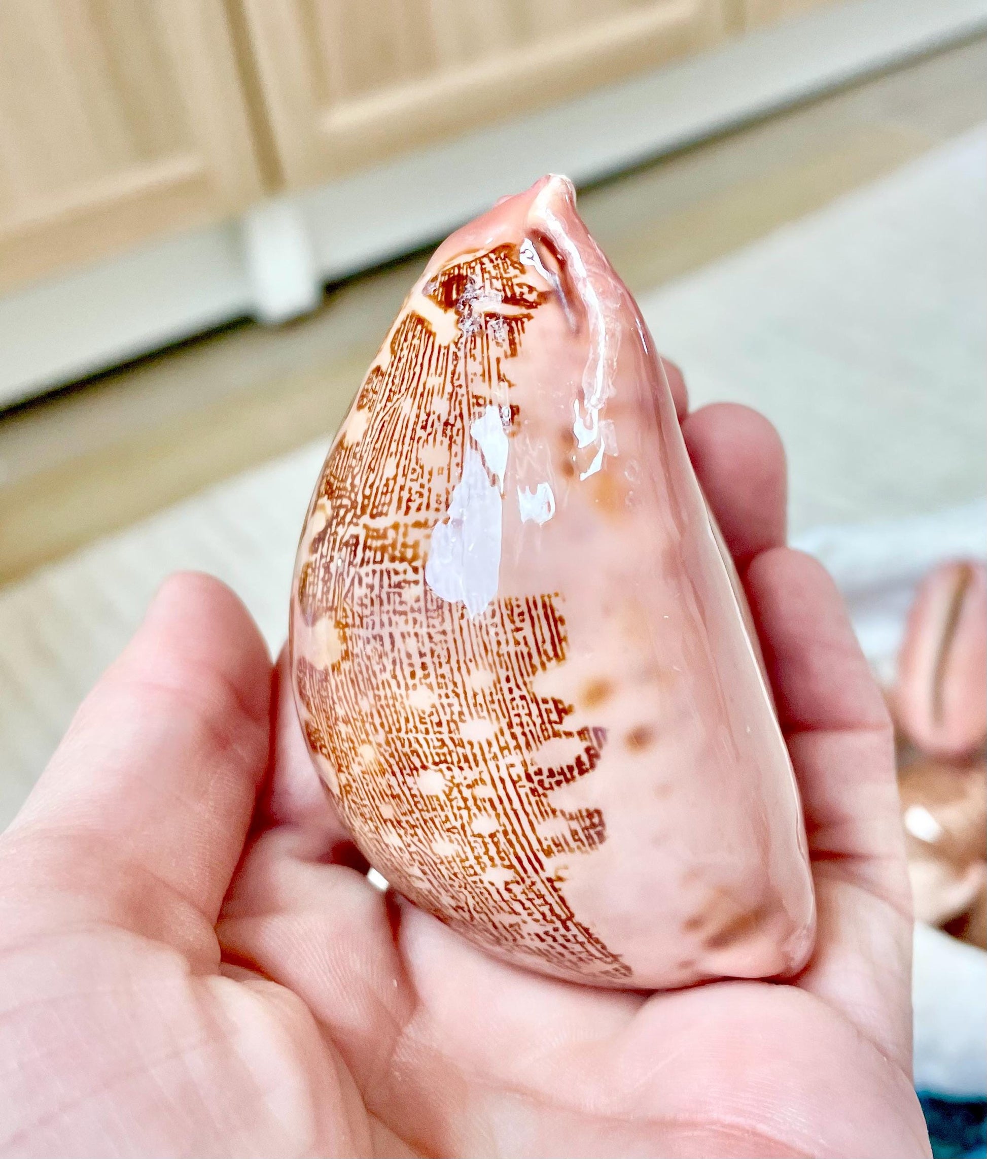 ANCIENT MAP COWRIE Shell 2.75-3" Long Naturally Polished Brown Pink Seashell Home Beach Coastal Décor Cypraea Mappa