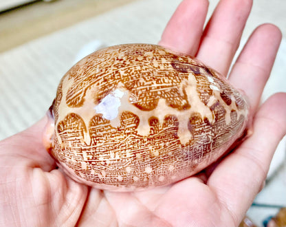 ANCIENT MAP COWRIE Shell 2.75-3" Long Naturally Polished Brown Pink Seashell Home Beach Coastal Décor Cypraea Mappa